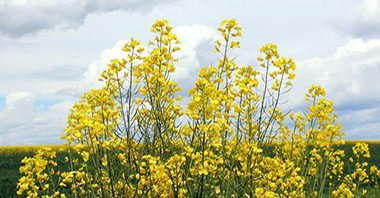 氣候變化導(dǎo)致外來物種進(jìn)入英國