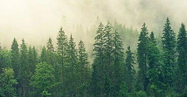 生態(tài)環(huán)境損害賠償金誰(shuí)來(lái)管合適？