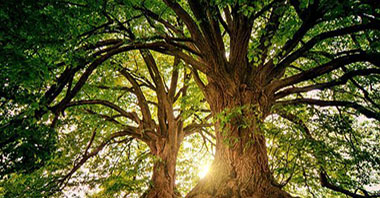 加快構(gòu)建實(shí)現(xiàn)碳中和目標(biāo)長(zhǎng)效機(jī)制